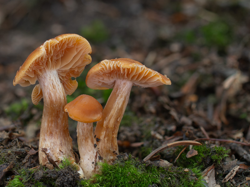 Cortinarius renidens